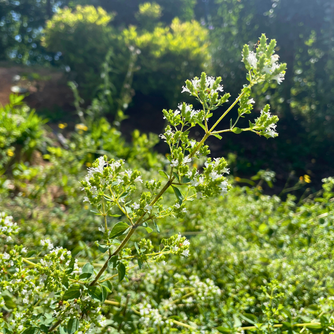 Herbs